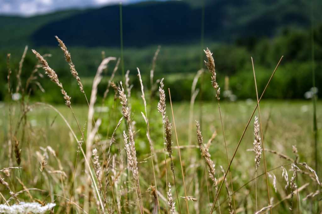 Up to the Smokies Part 2