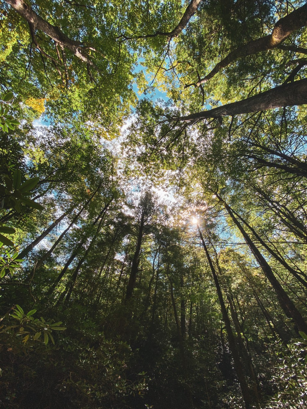 Look at all the Nature, Alexander